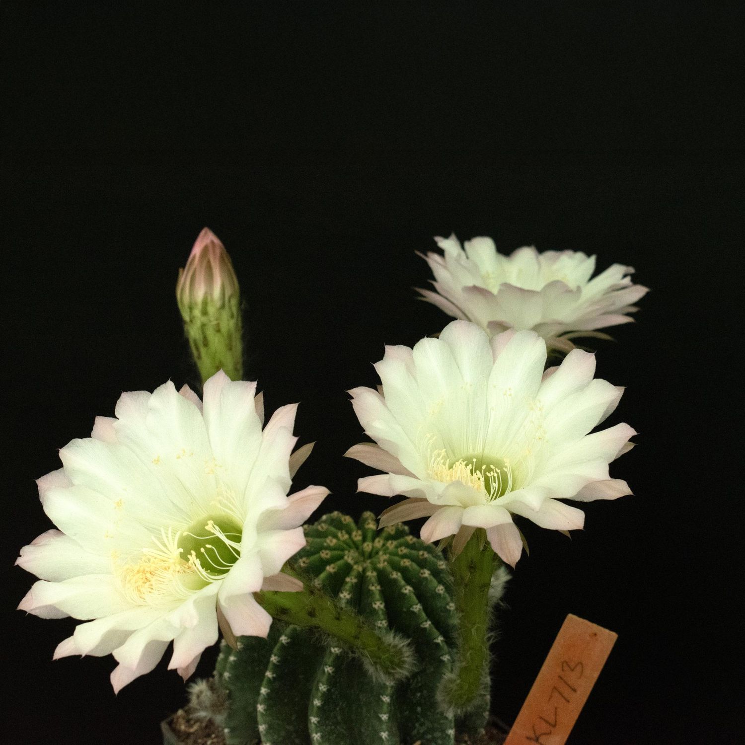 Echinopsis hybrid