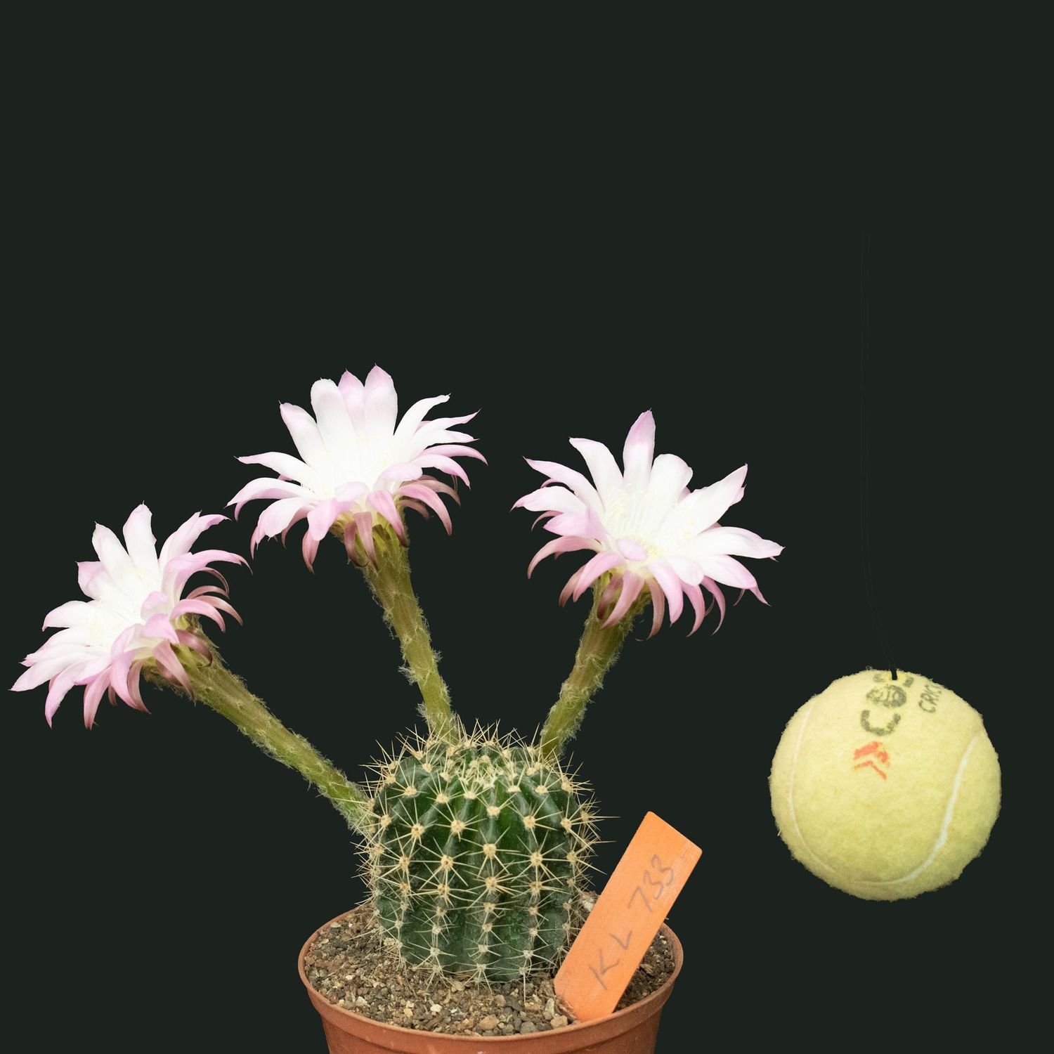 Echinopsis hybrid Echinopsis hybrid