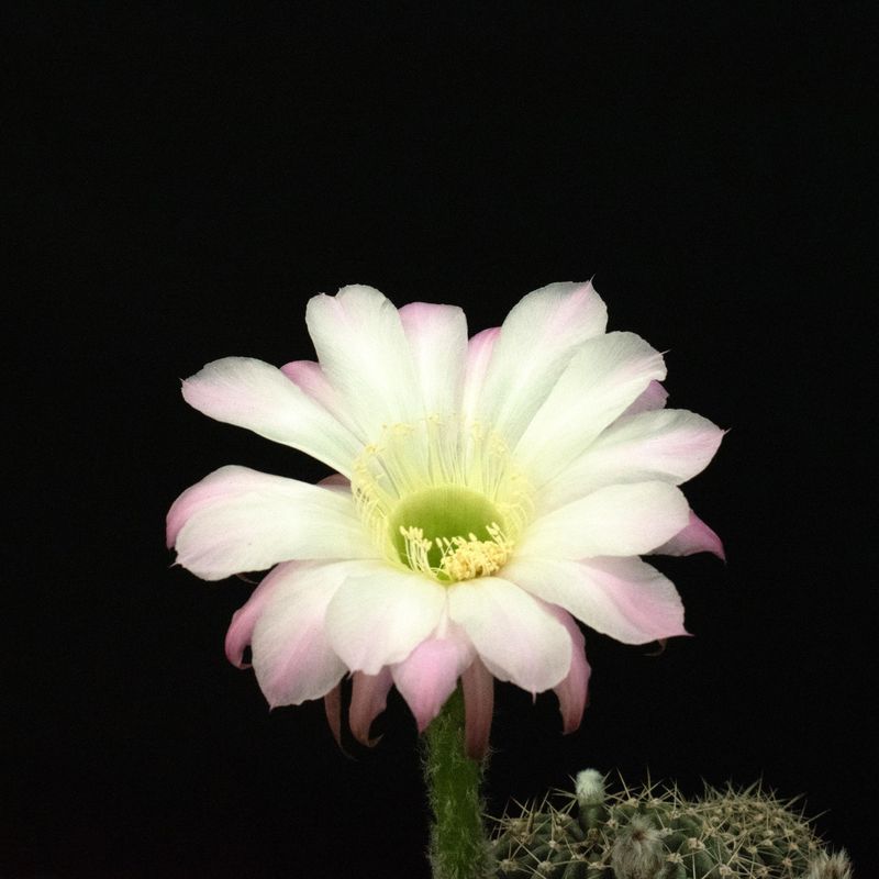 Echinopsis hybrid