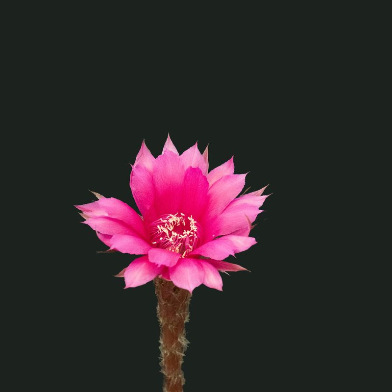 Echinopsis hybrid