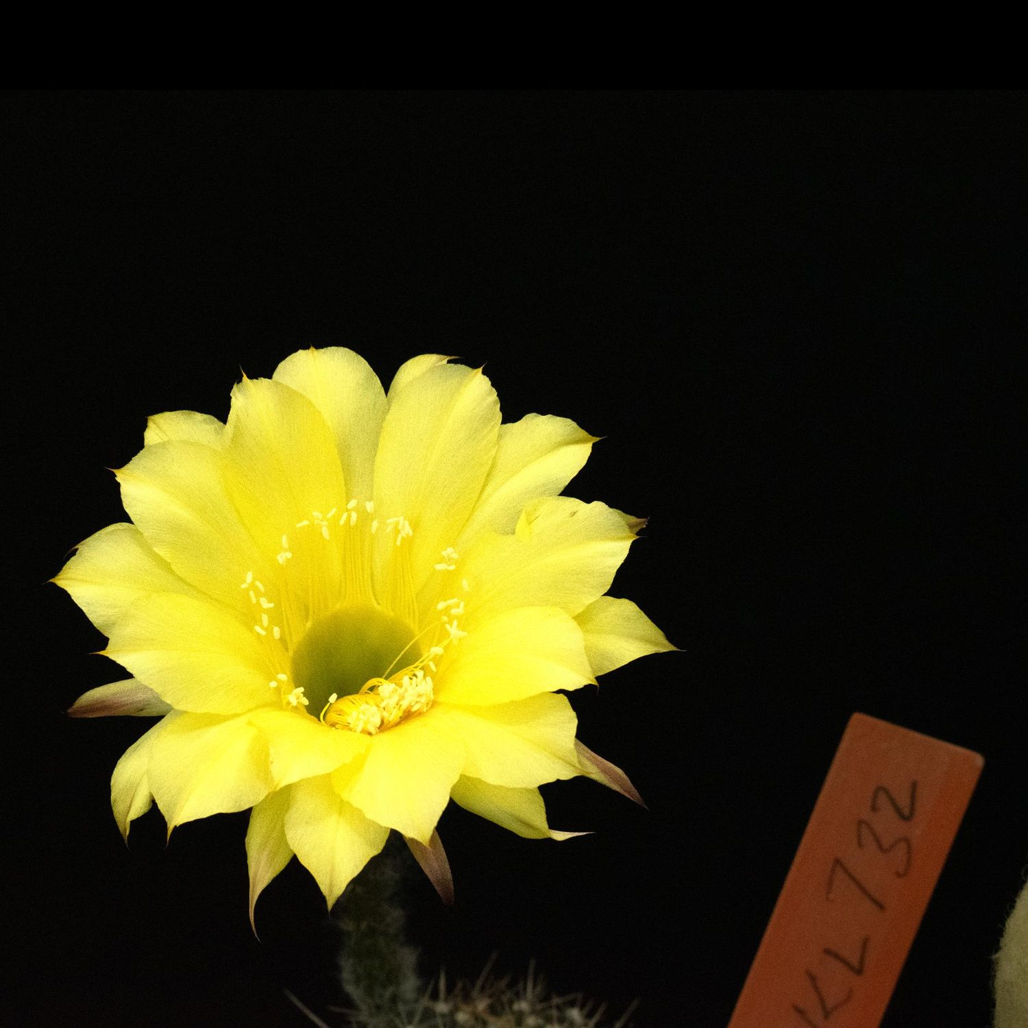 Echinopsis hybrid Echinopsis hybrid