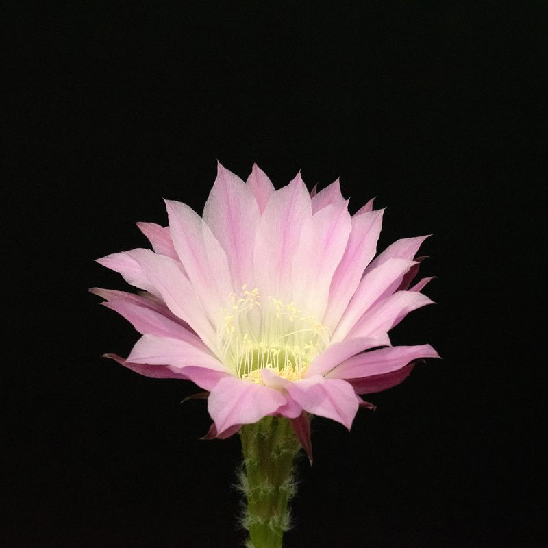 Echinopsis hybrid