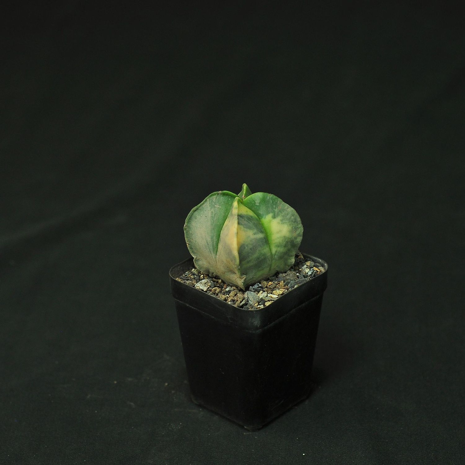 Astrophytum myriostigma Quadricostatum Variegated