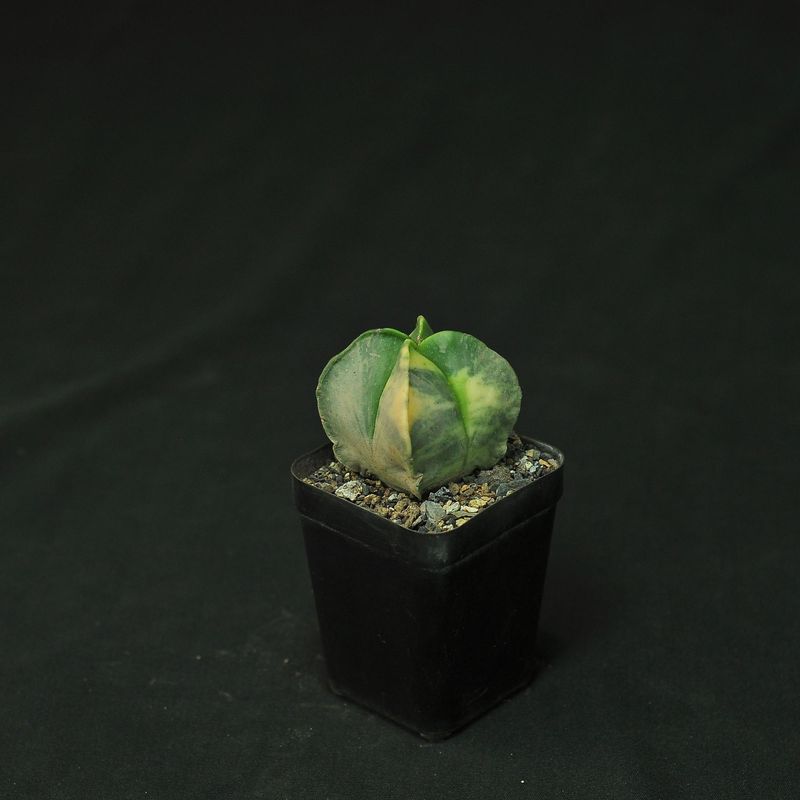 Astrophytum myriostigma Quadricostatum Variegated