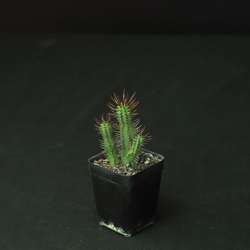 Euphorbia enopla