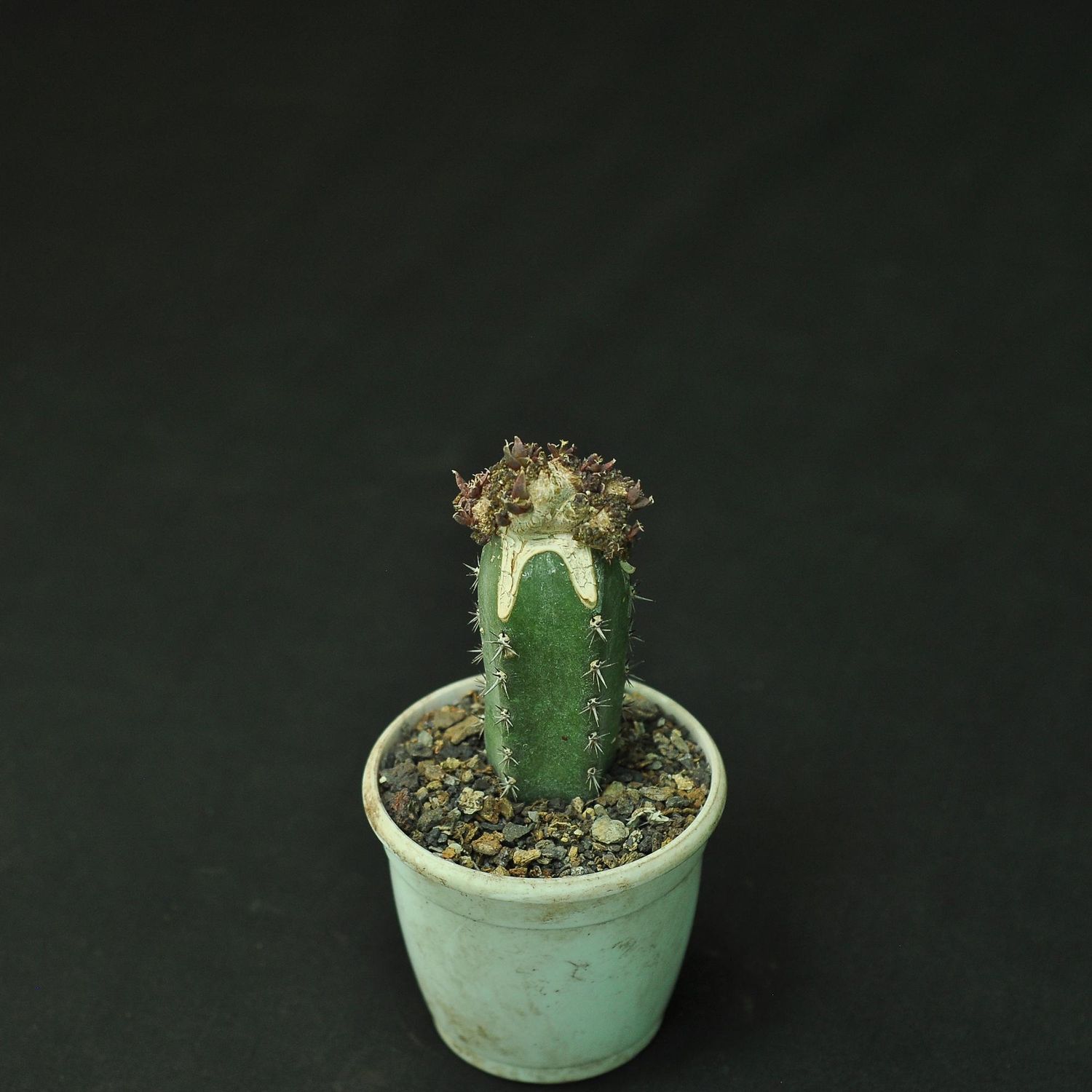 Ariocarpus retusus monstrose crest