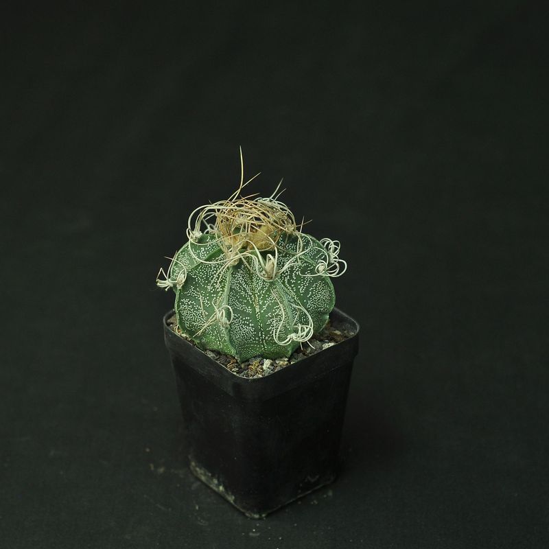 Astrophytum capricorne subs. senile