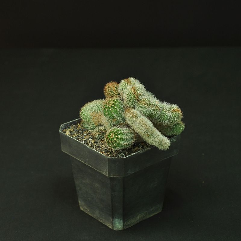 Echinopsis Eyriesii Crest Rare Flowering Cactus