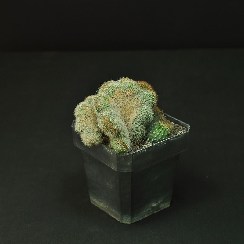 Side View of Echinopsis Eyriesii Crest