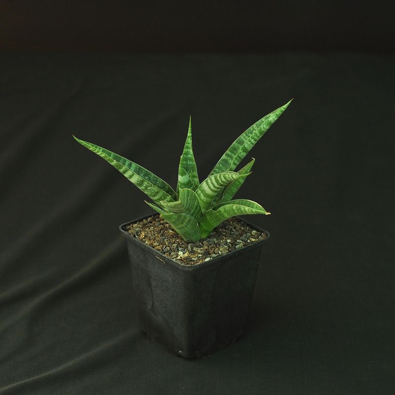 Sanseiviera hybrid Chai Yo