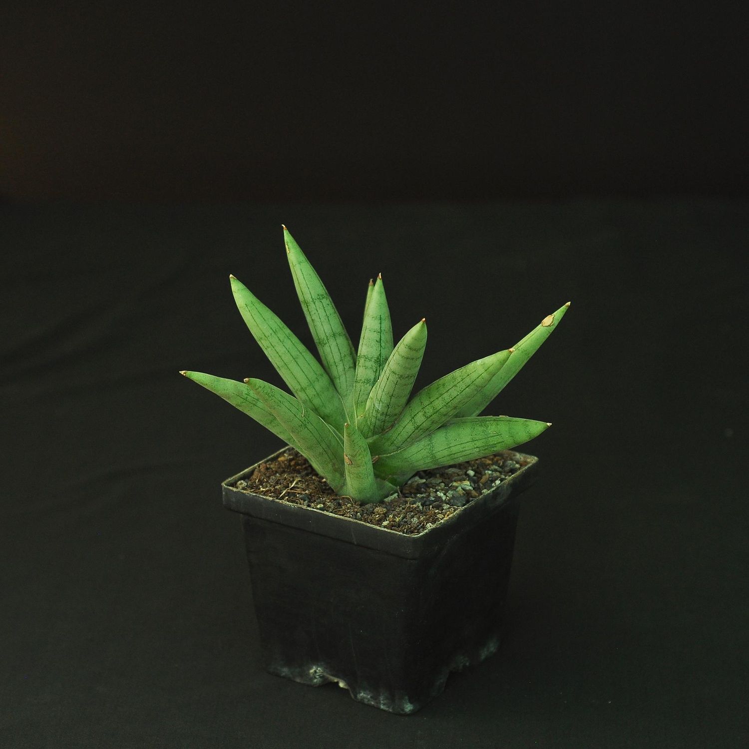 Sansevieria 'Silver Crown'