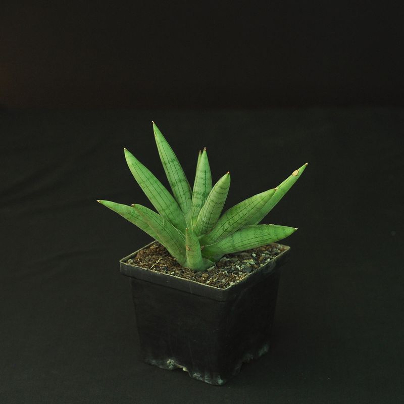 Sansevieria 'Silver Crown'