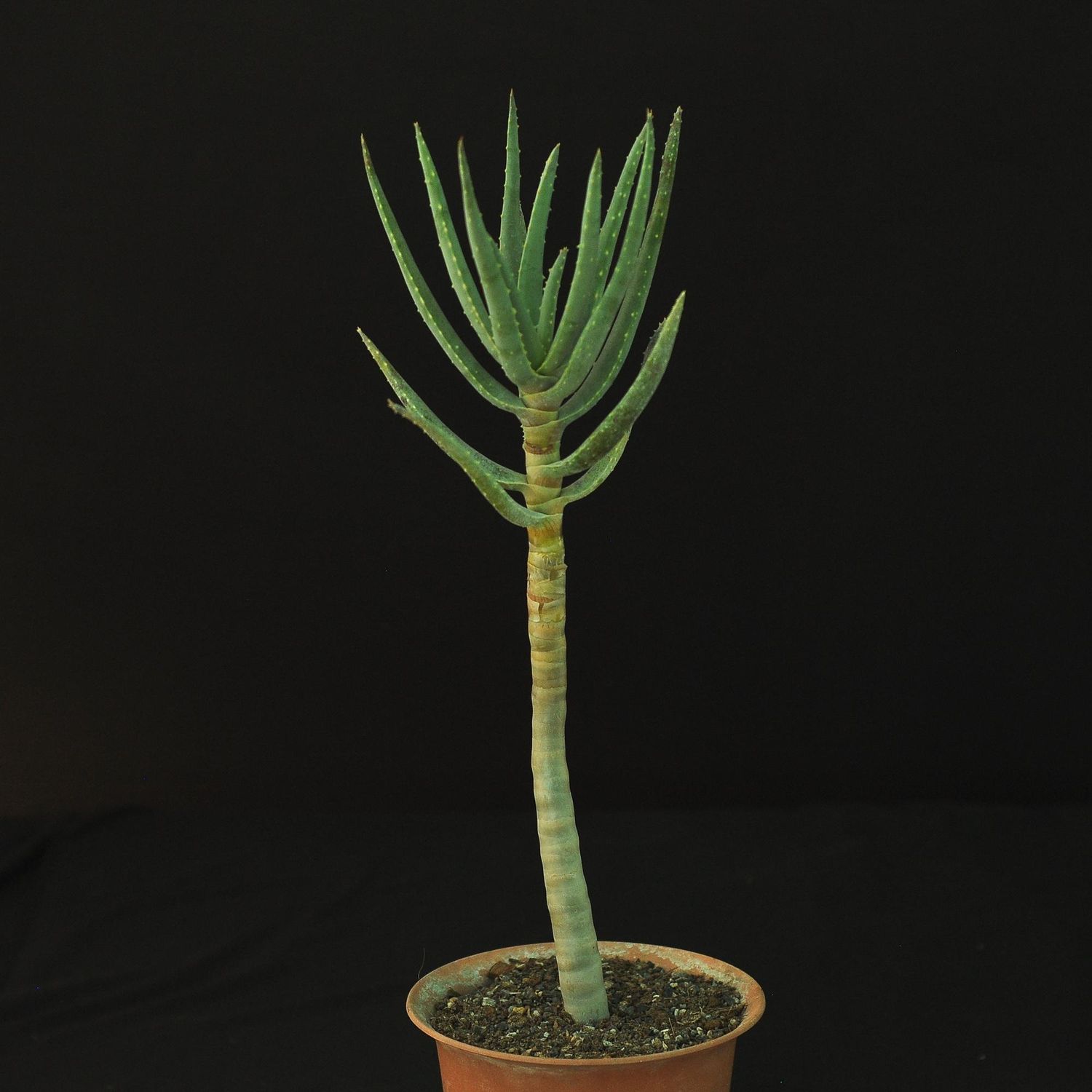 Aloe Dichotoma