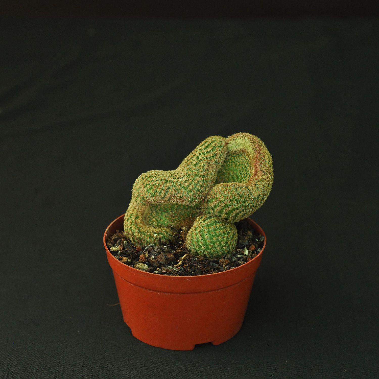 Echinocereus Rigidissimus Var. Rubrispinus Crest Echinocereus Rigidissimus Var. Rubrispinus Crest