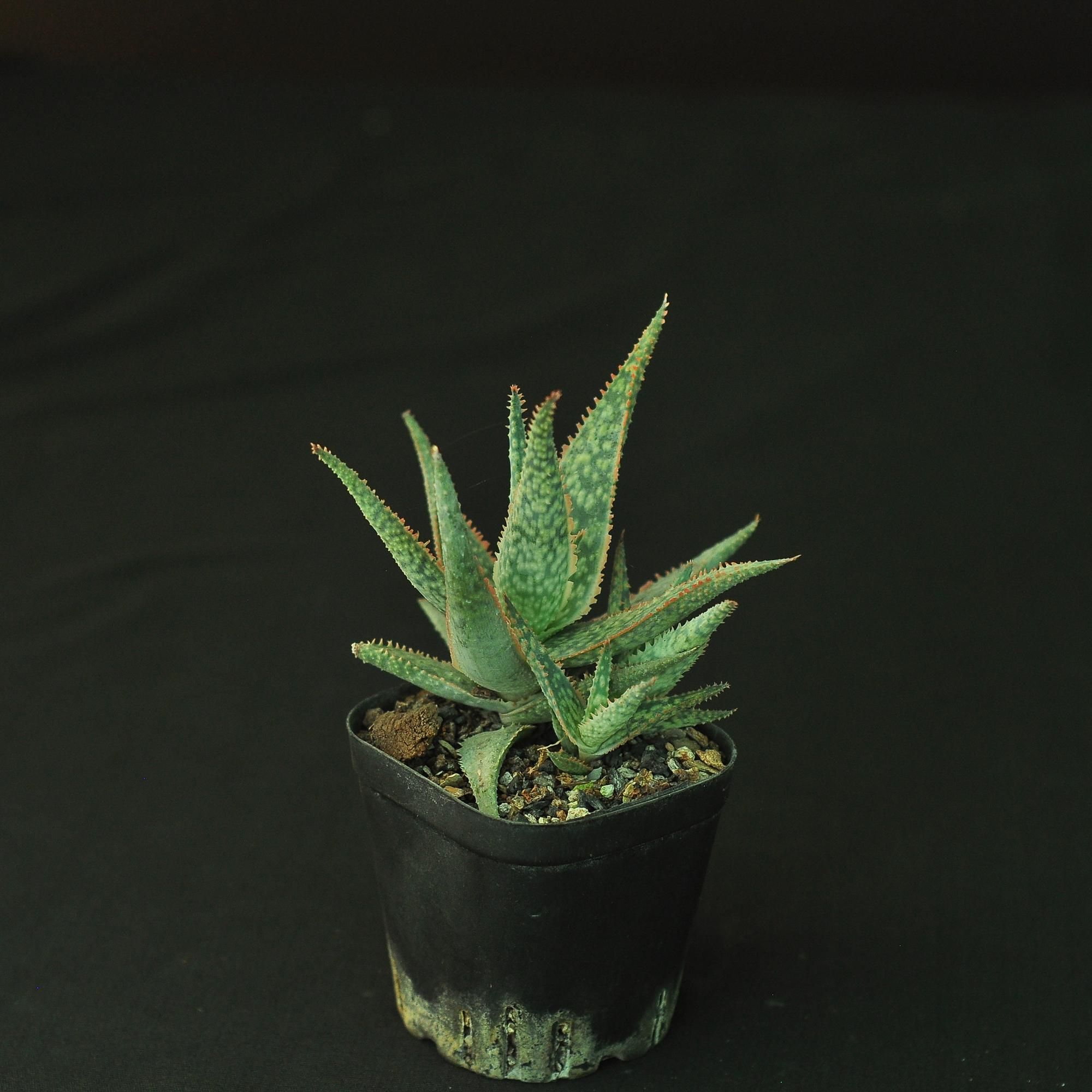 ハオルチア・アロエ TCT Aloe hyb Glorious dragon & Blue Gray TCT Aloe hyb Glorious dragon & Blue Gray | ハオルチア・アロエ