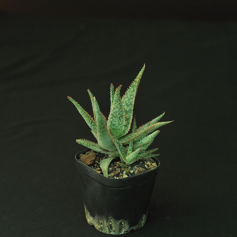 Aloe 'Green Sand'
