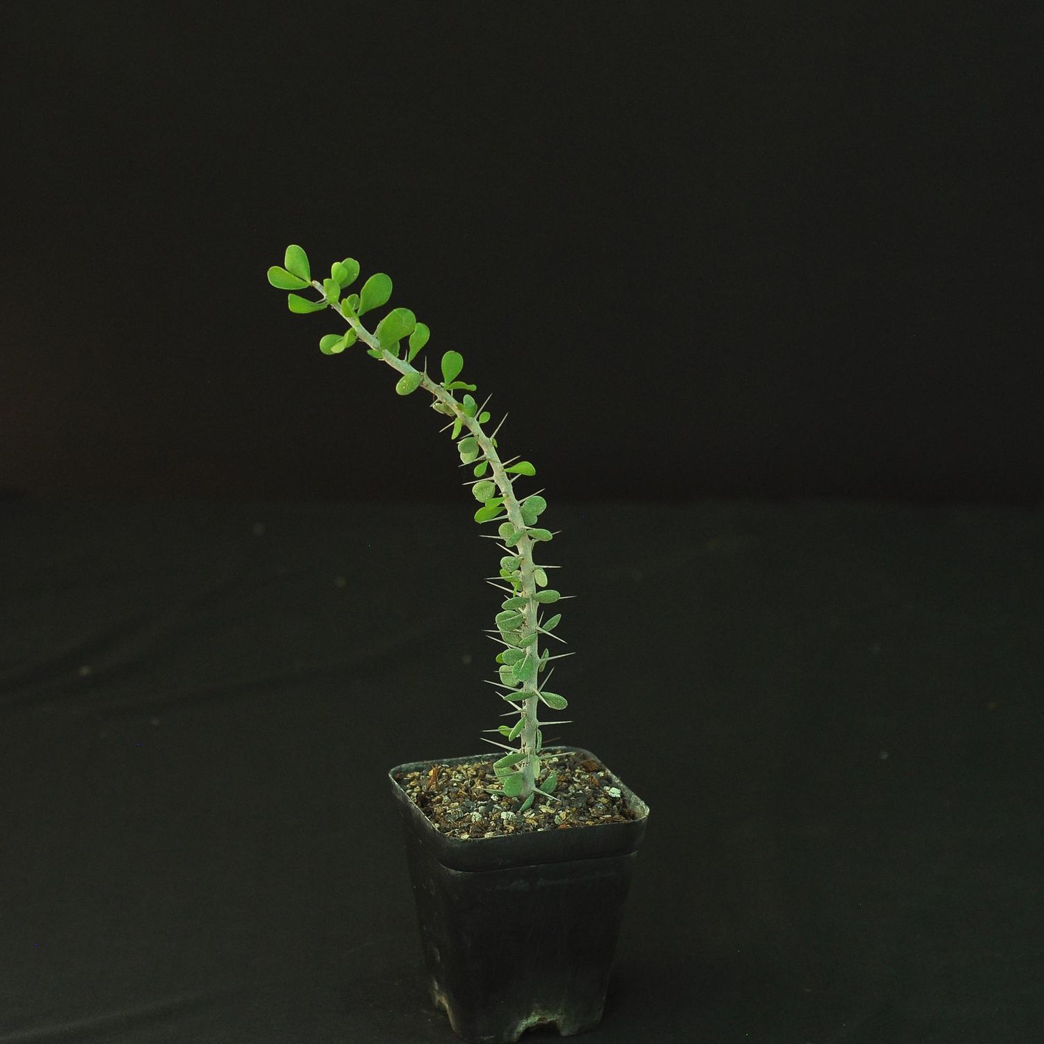 Allauldia humbertii