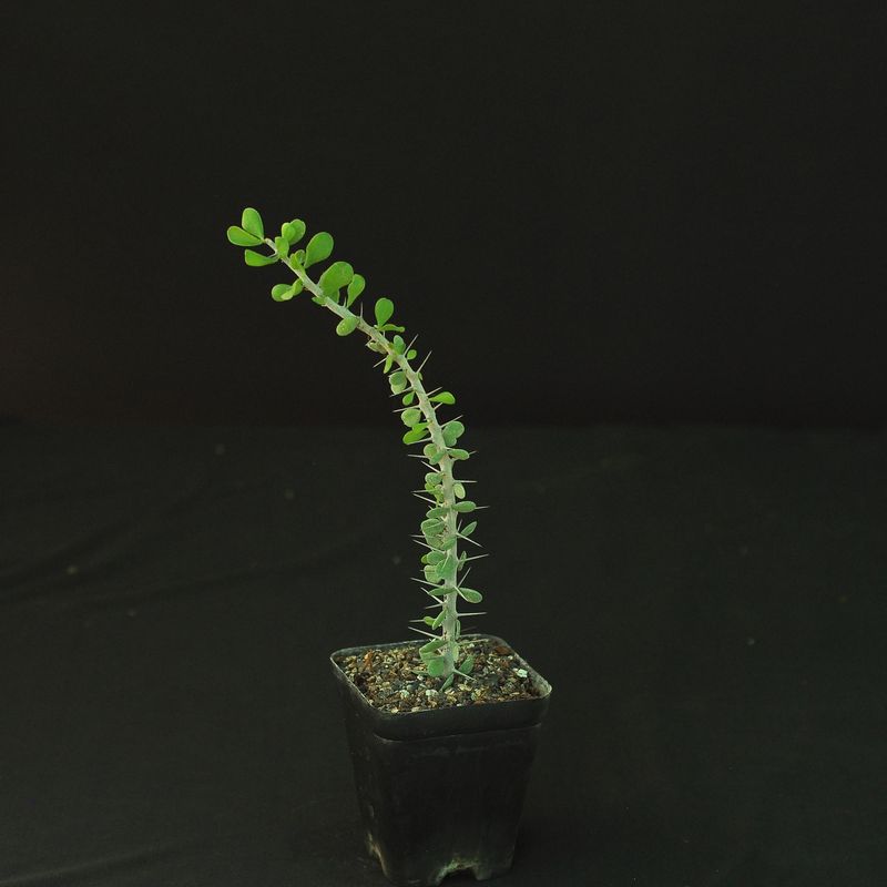 Allauldia humbertii