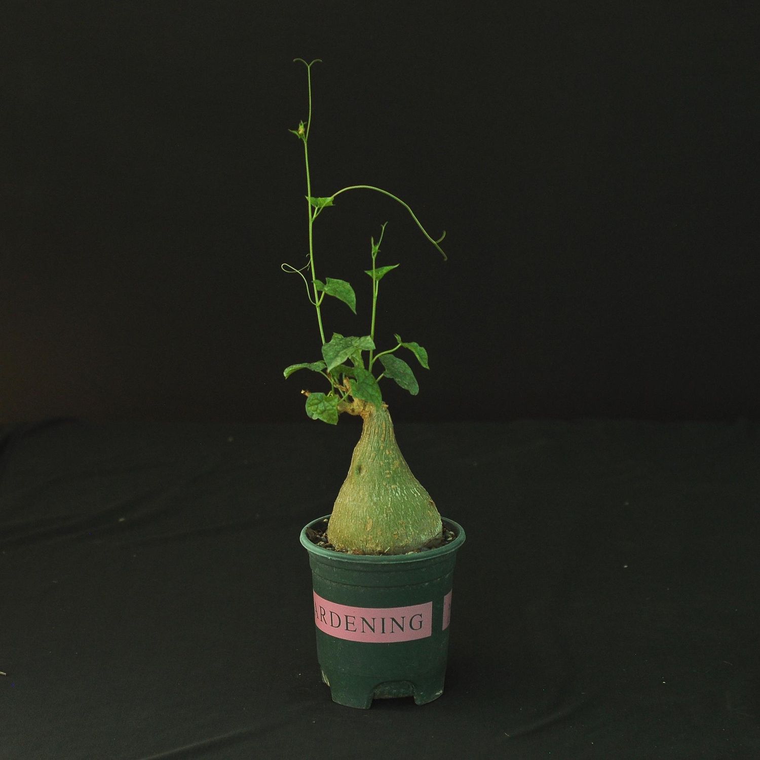 Gerrardanthus macrorrhizus