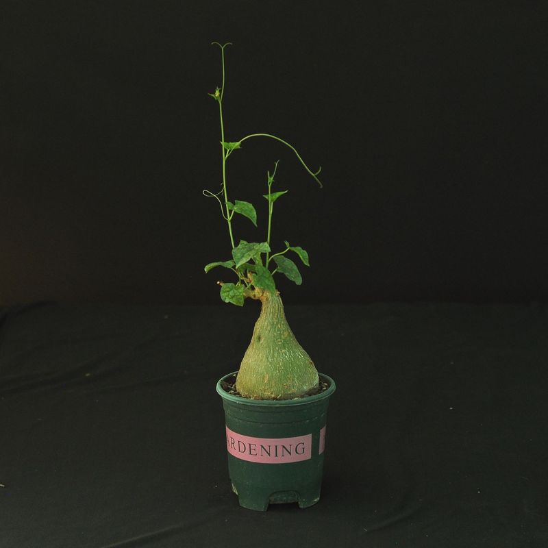 Gerrardanthus macrorrhizus
