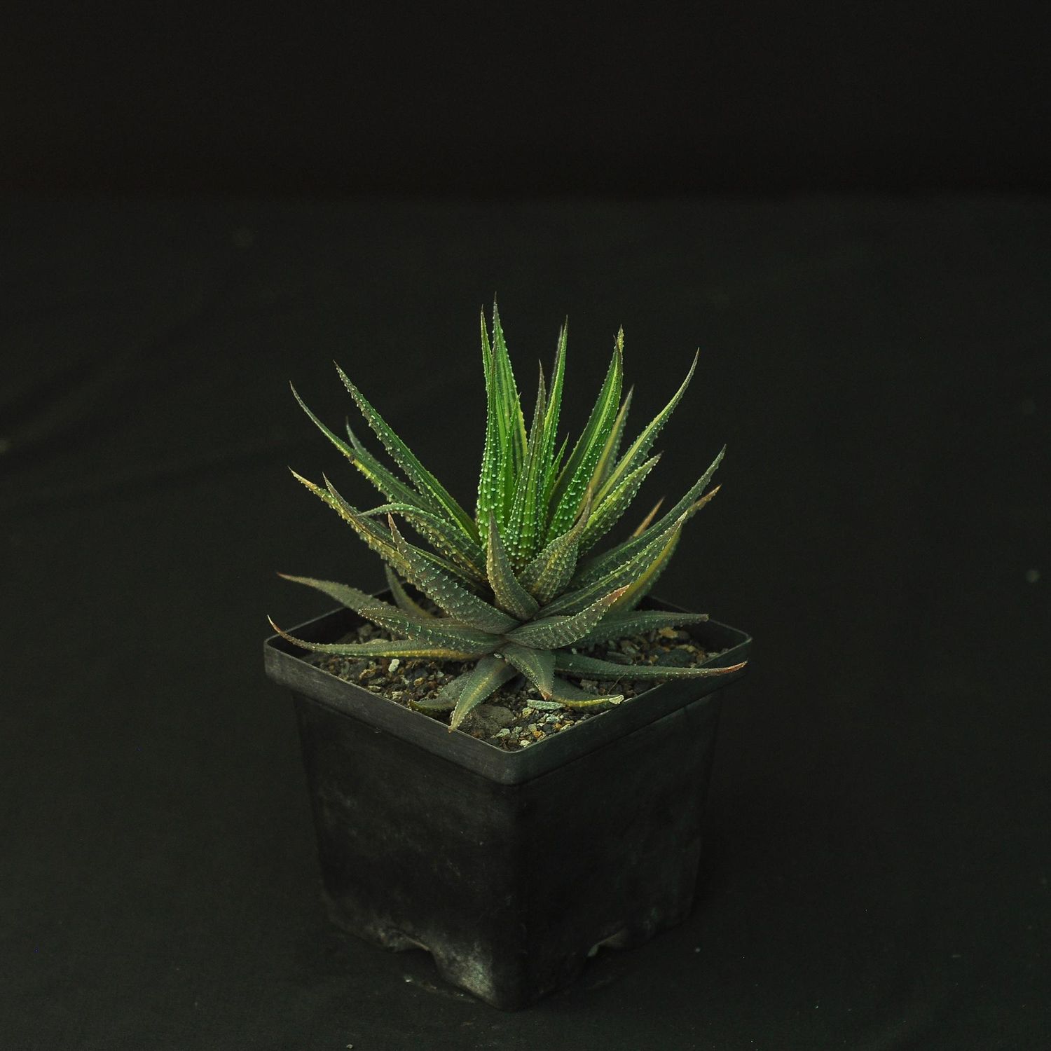 Haworthia pumila "Donuts" variegated