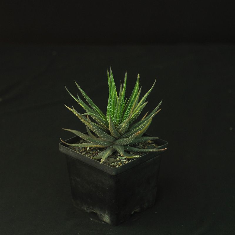 Haworthia pumila "Donuts" variegated