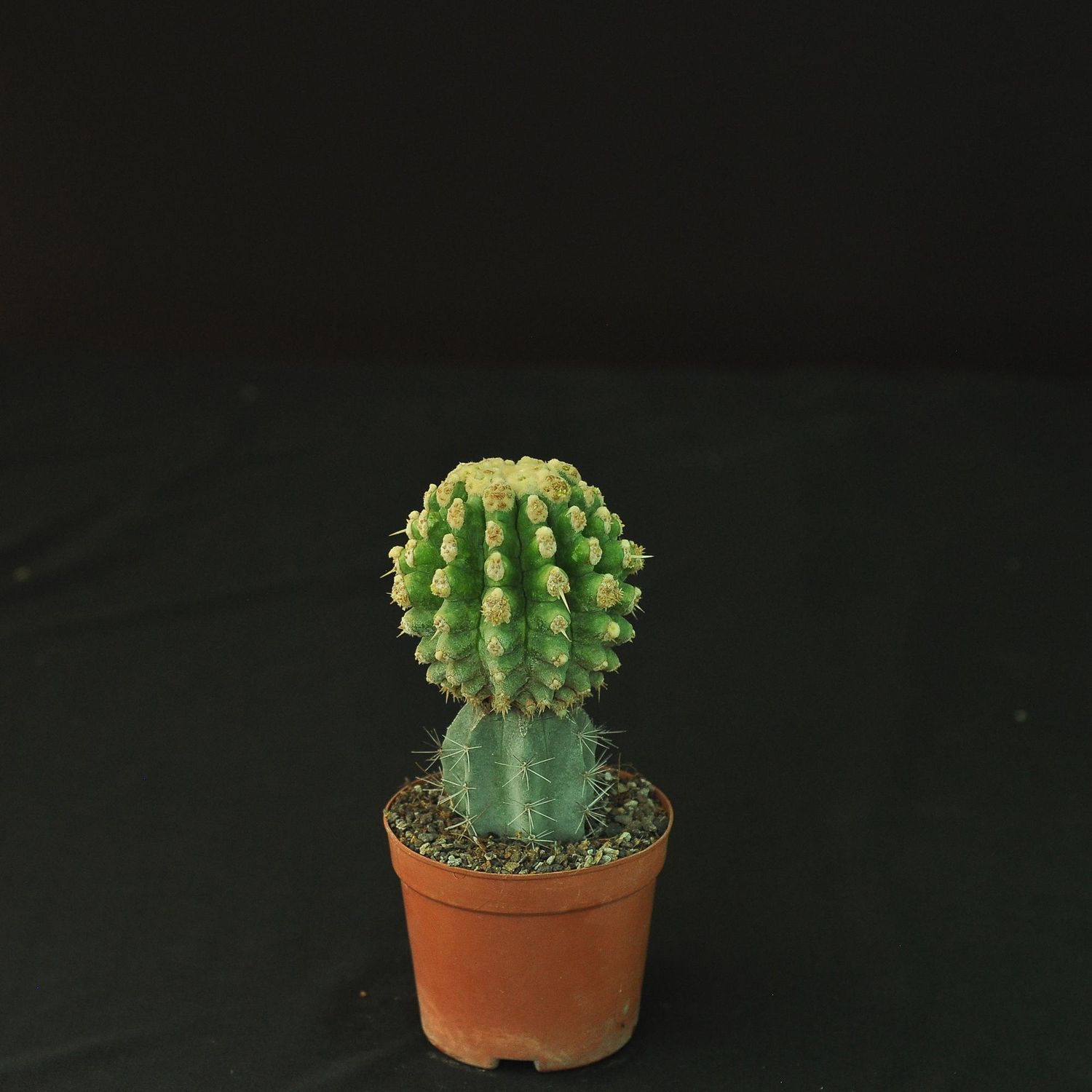 Echinocactus grusonii var. inermis Monstrose