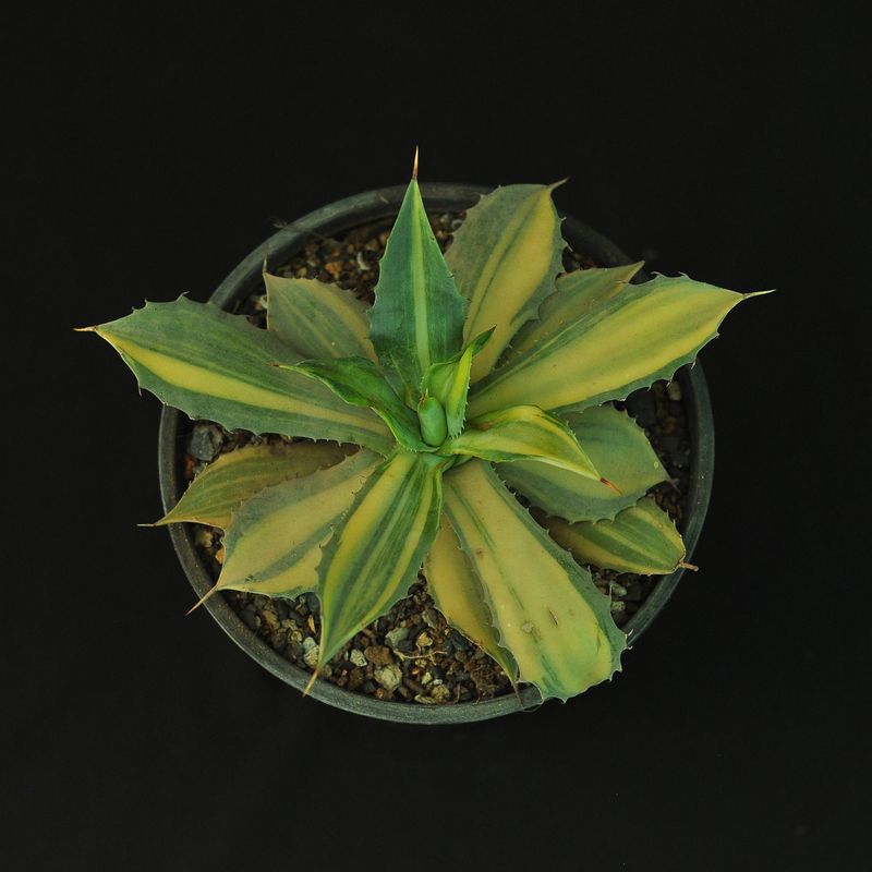 Agave Isthemensis Variegated Striata