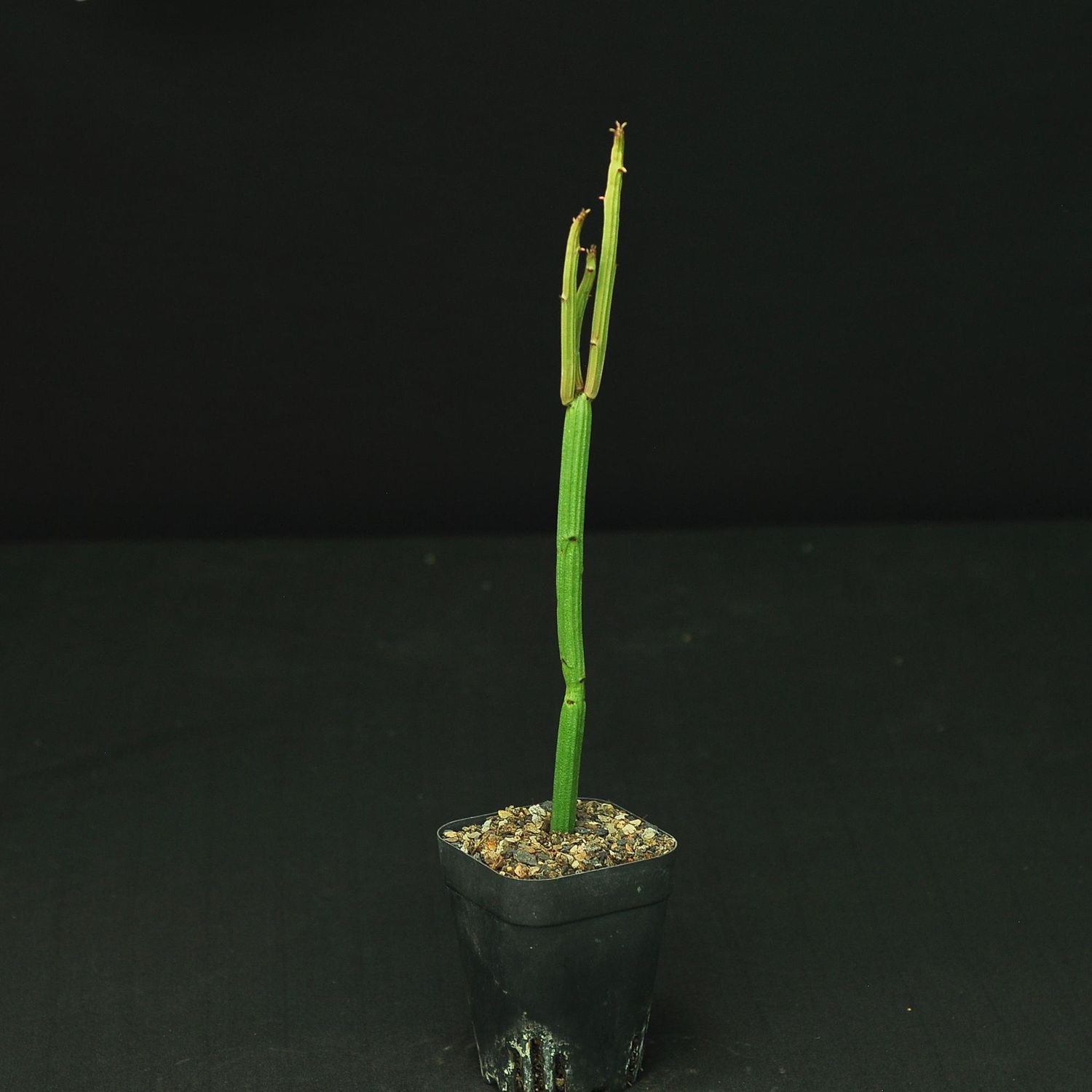 Euphorbia weberbaueri