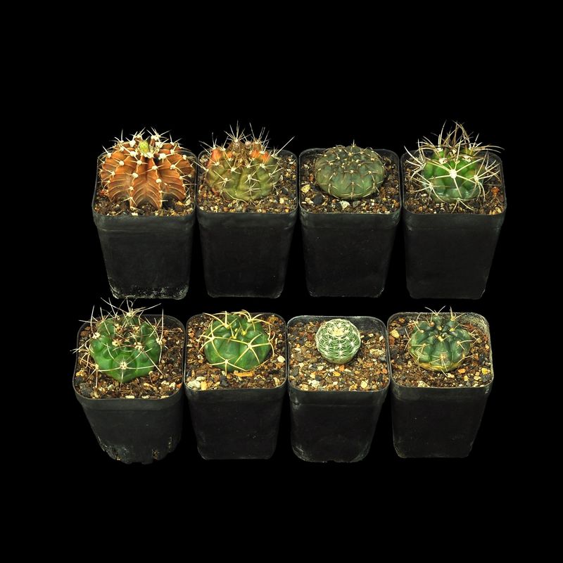 Budget Set 24