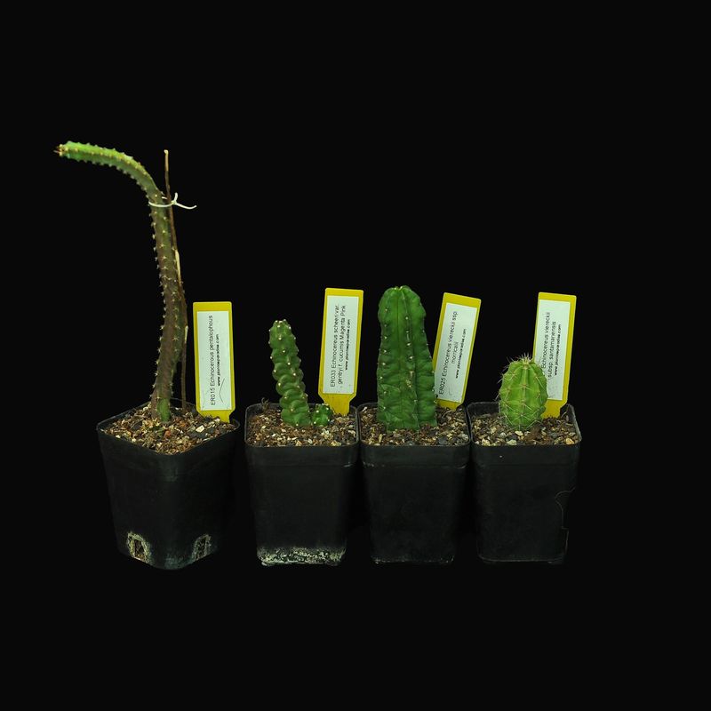 Budget Set 25