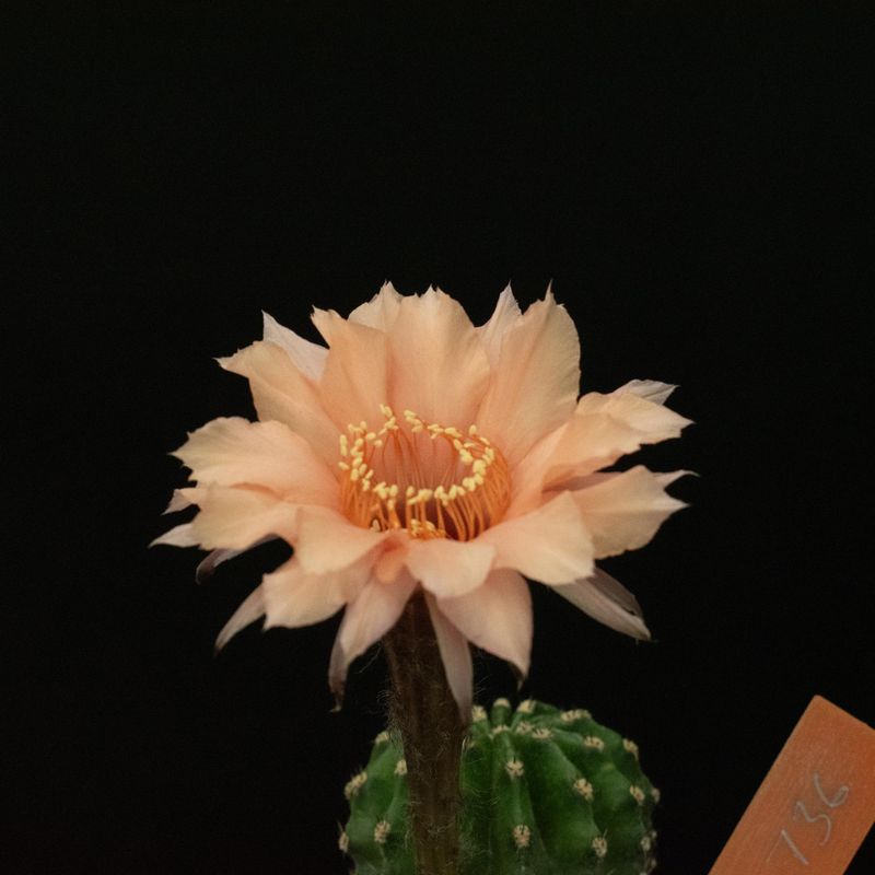 Echinopsis hybrid