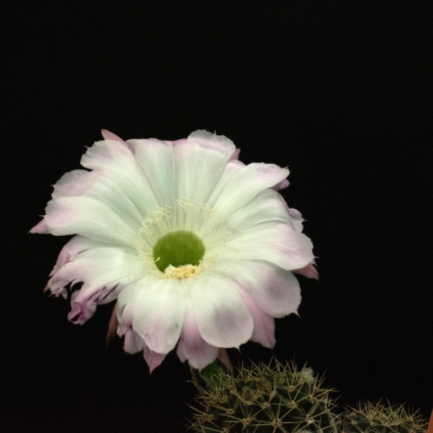 Echinopsis hybrid Echinopsis hybrid