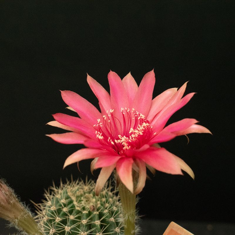 Echinopsis hybrid