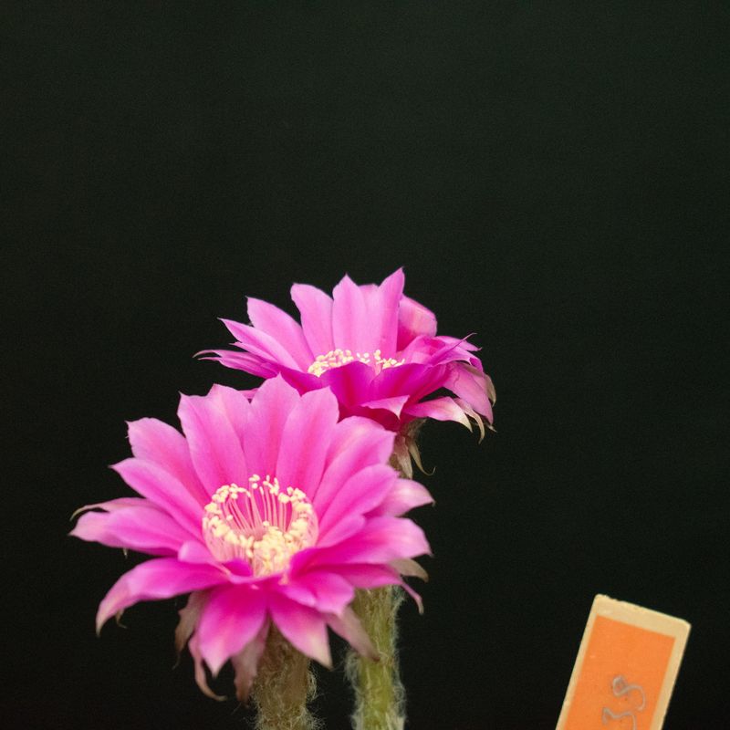 Echinopsis hybrid