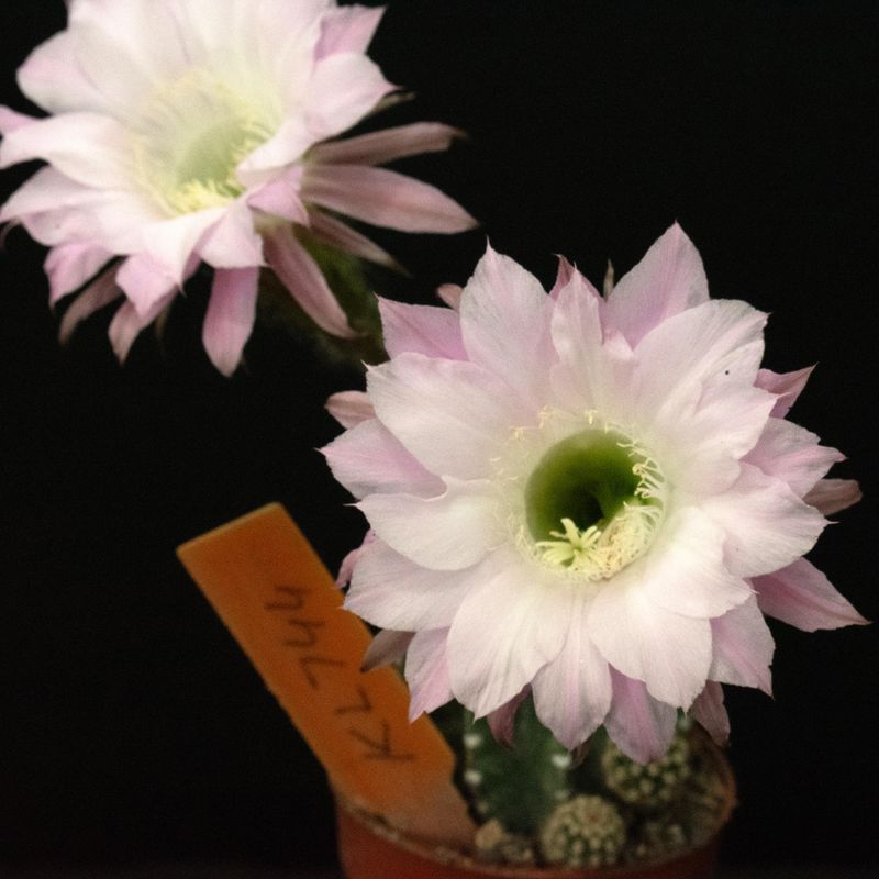 Echinopsis hybrid