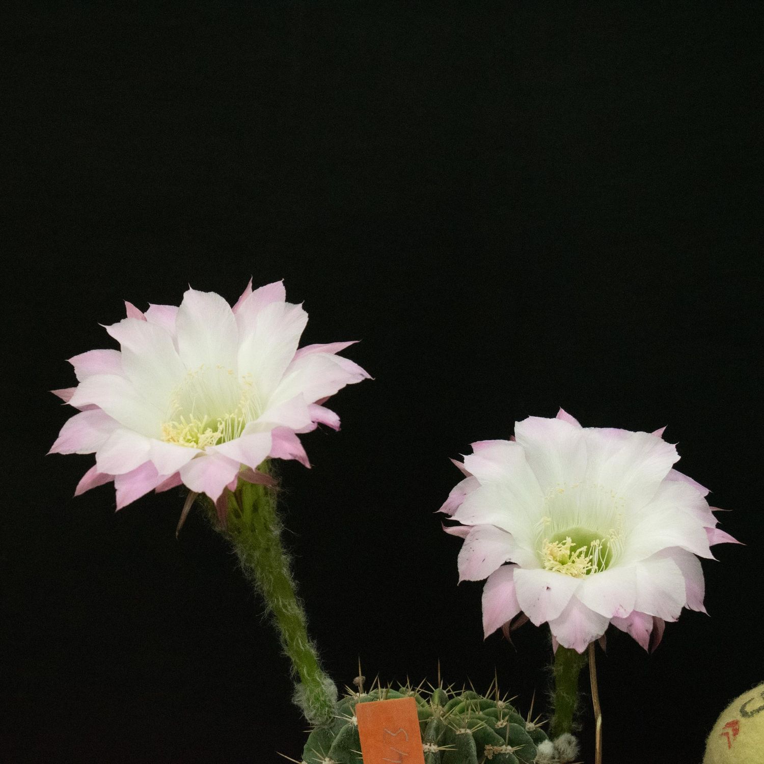 Echinopsis hybrid Echinopsis hybrid