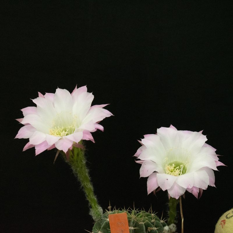 Echinopsis hybrid