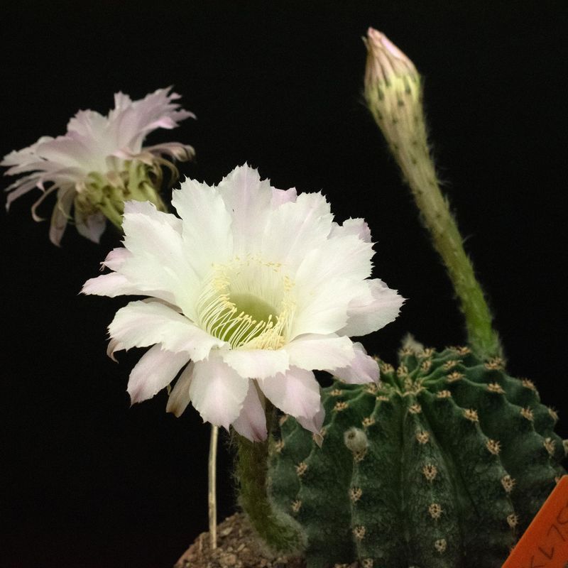 Echinopsis hybrid