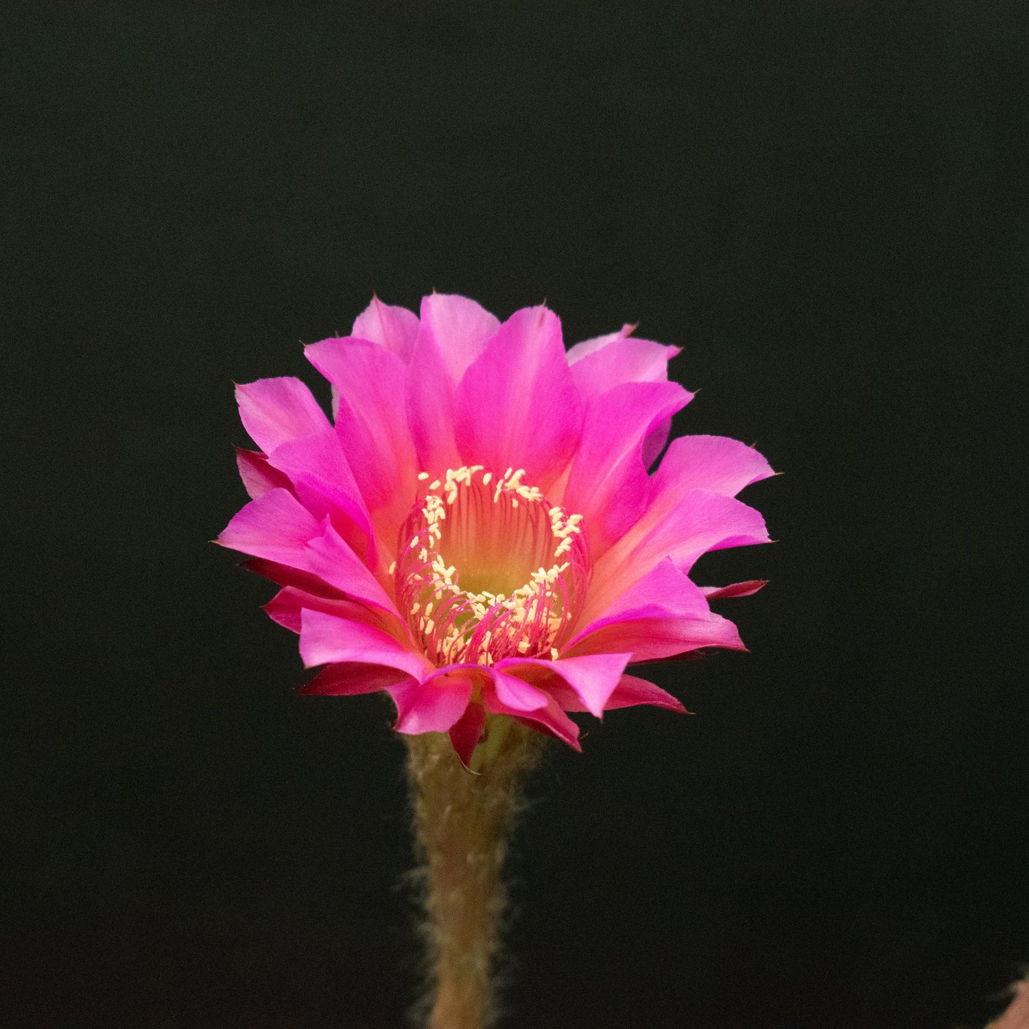 Echinopsis hybrid Echinopsis hybrid