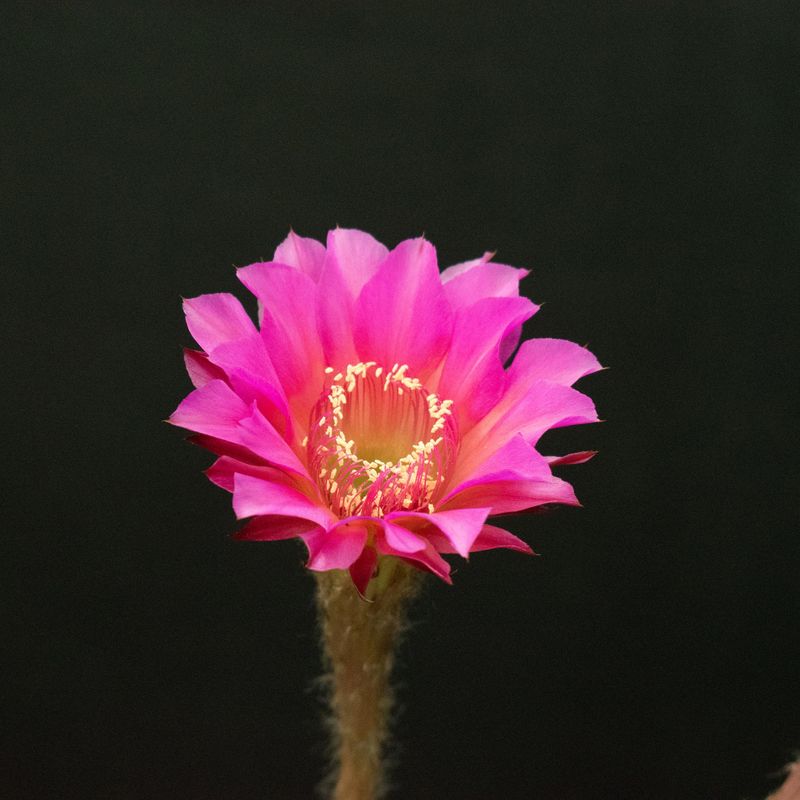 Echinopsis hybrid