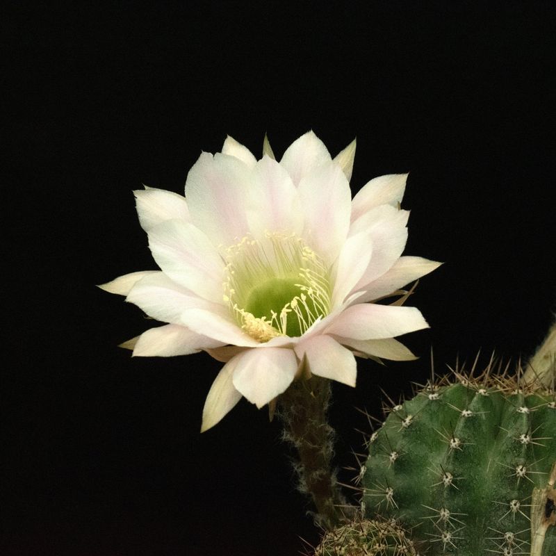Echinopsis hybrid