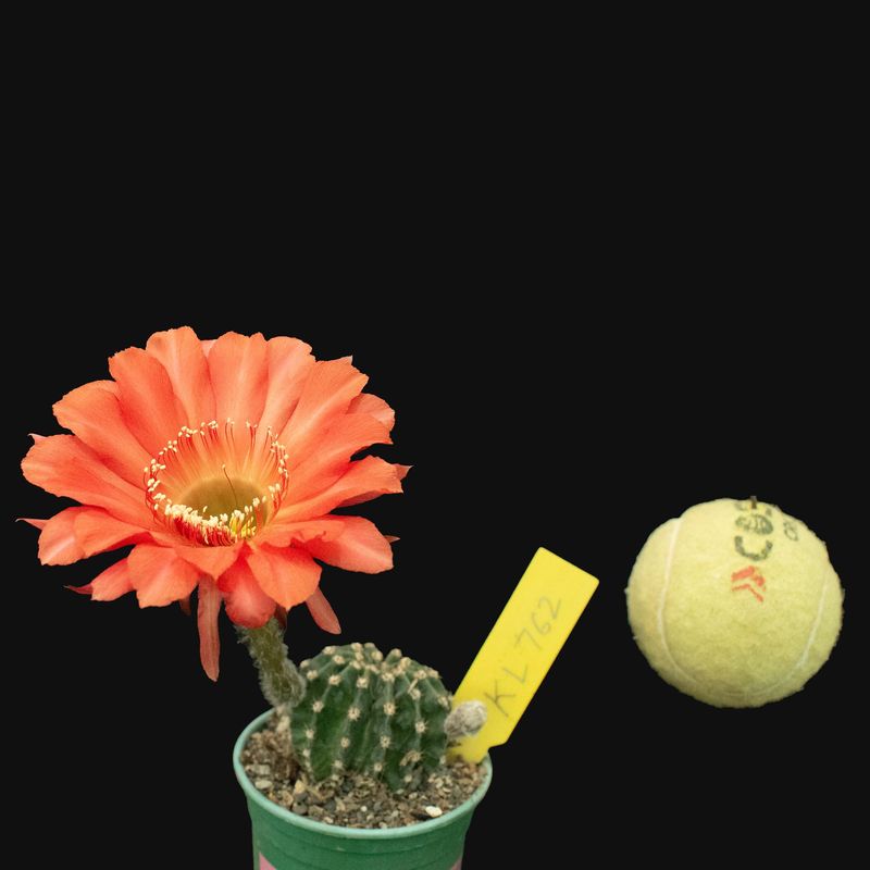 Echinopsis hybrid