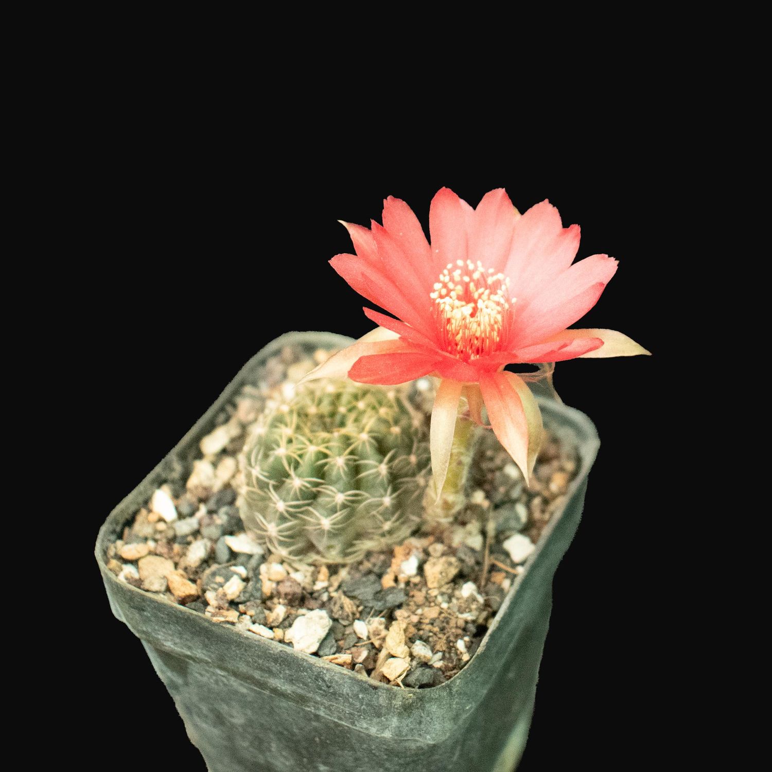 Echinopsis hybrid