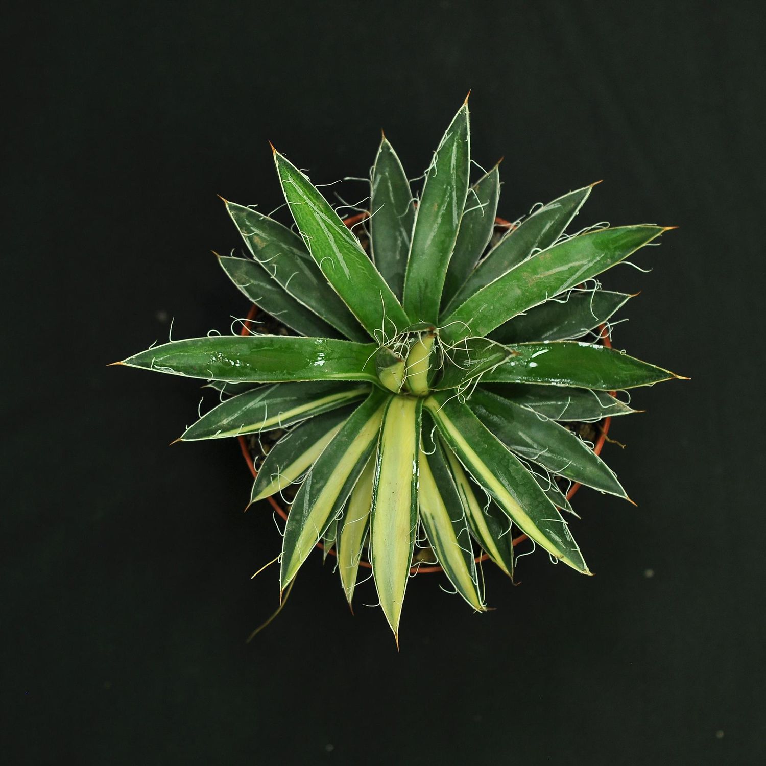 Agave filifera f. variegata