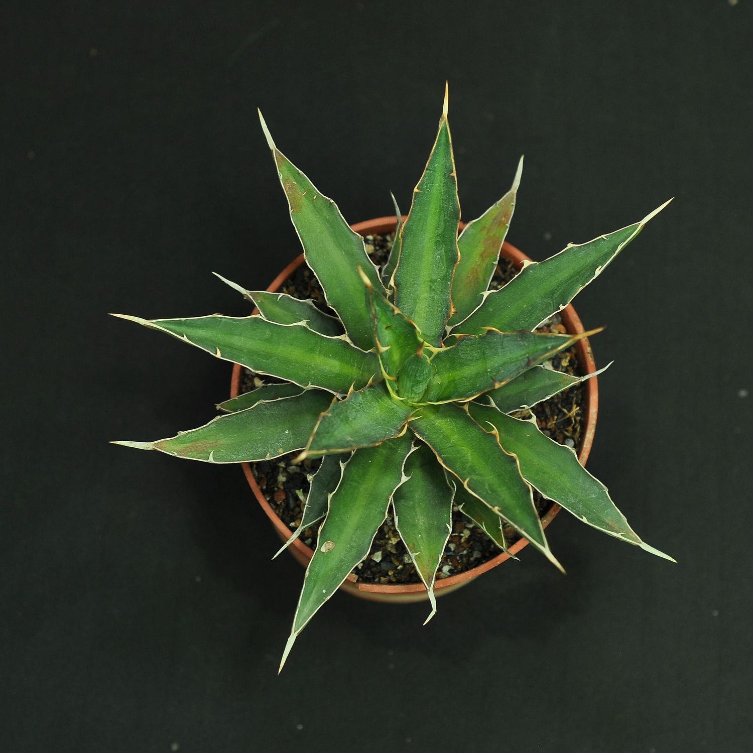 Agave xylonacantha