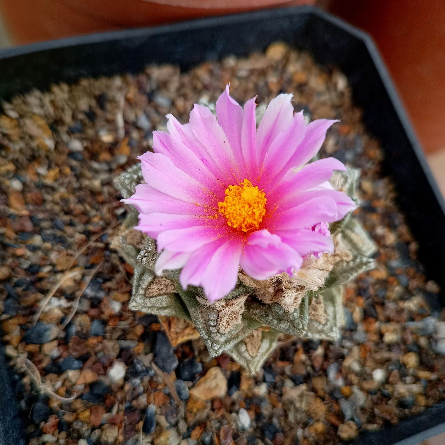 Ariocarpus fissuratus