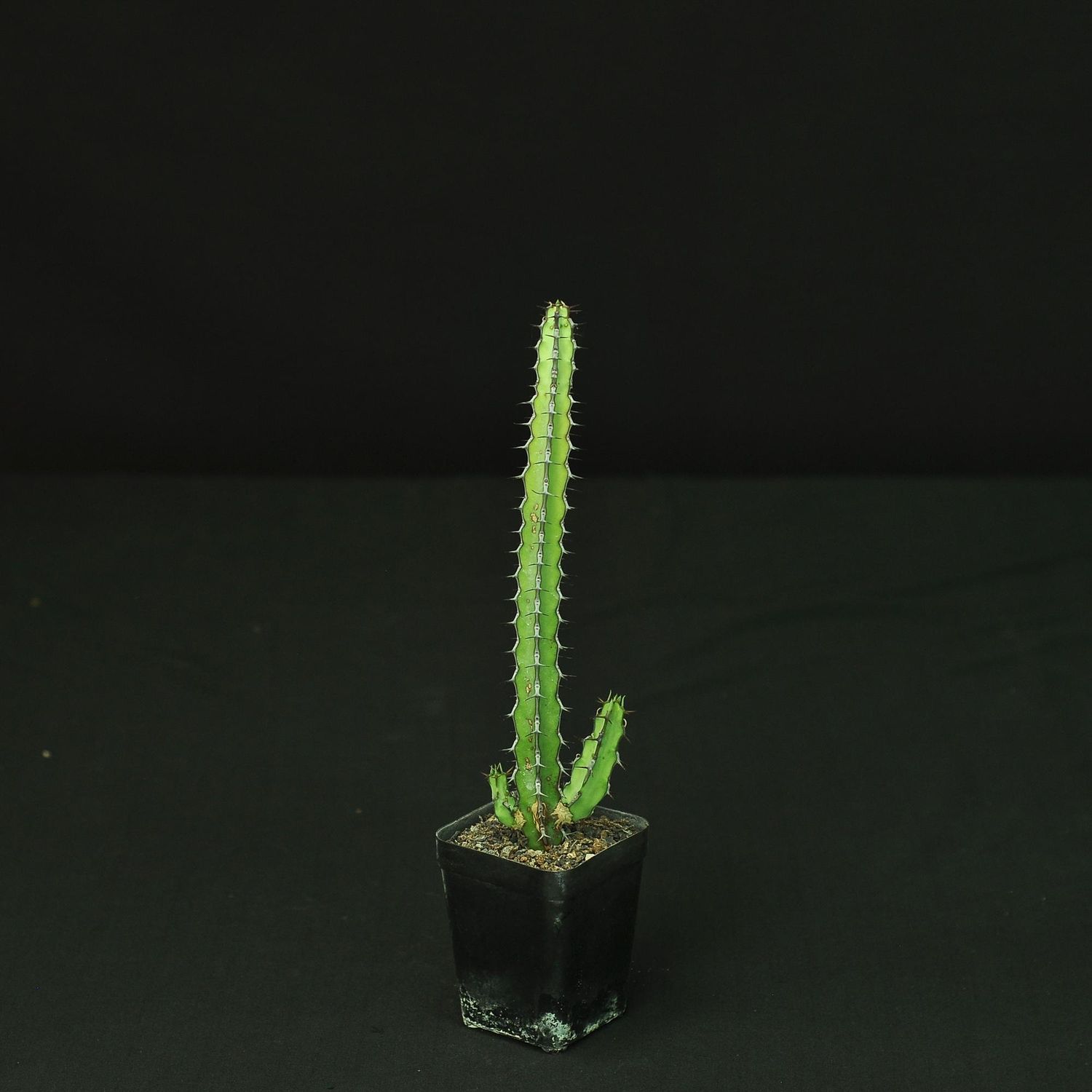 Euphorbia vulcanorum