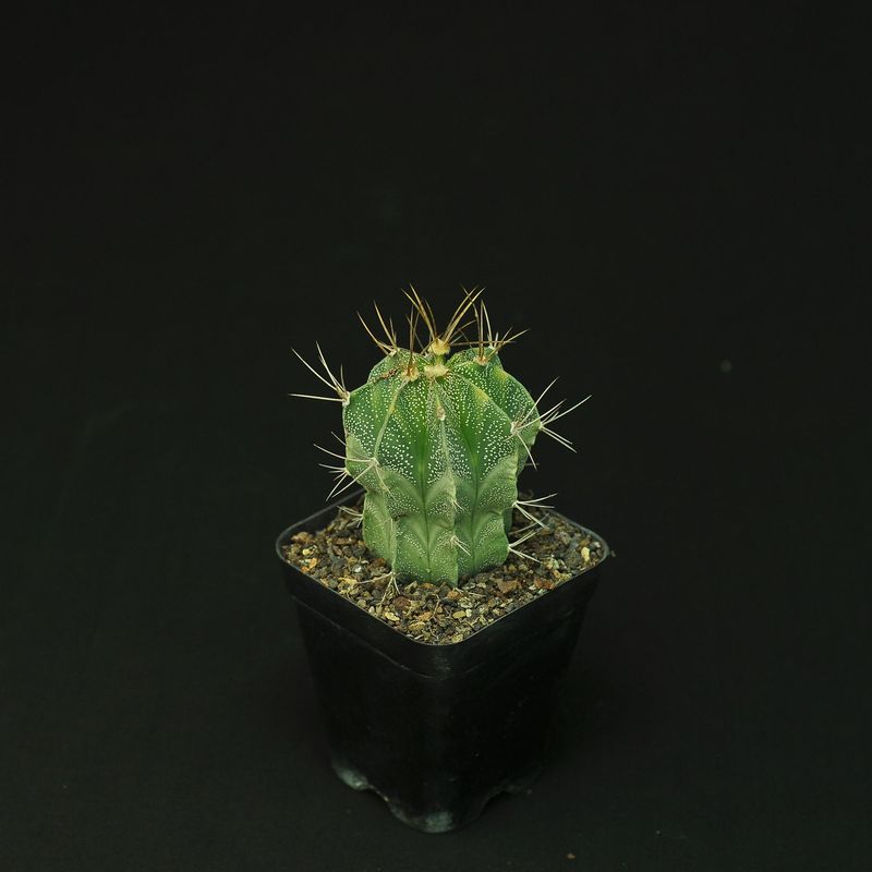 Astrophytum capricorne VARIEGATED
