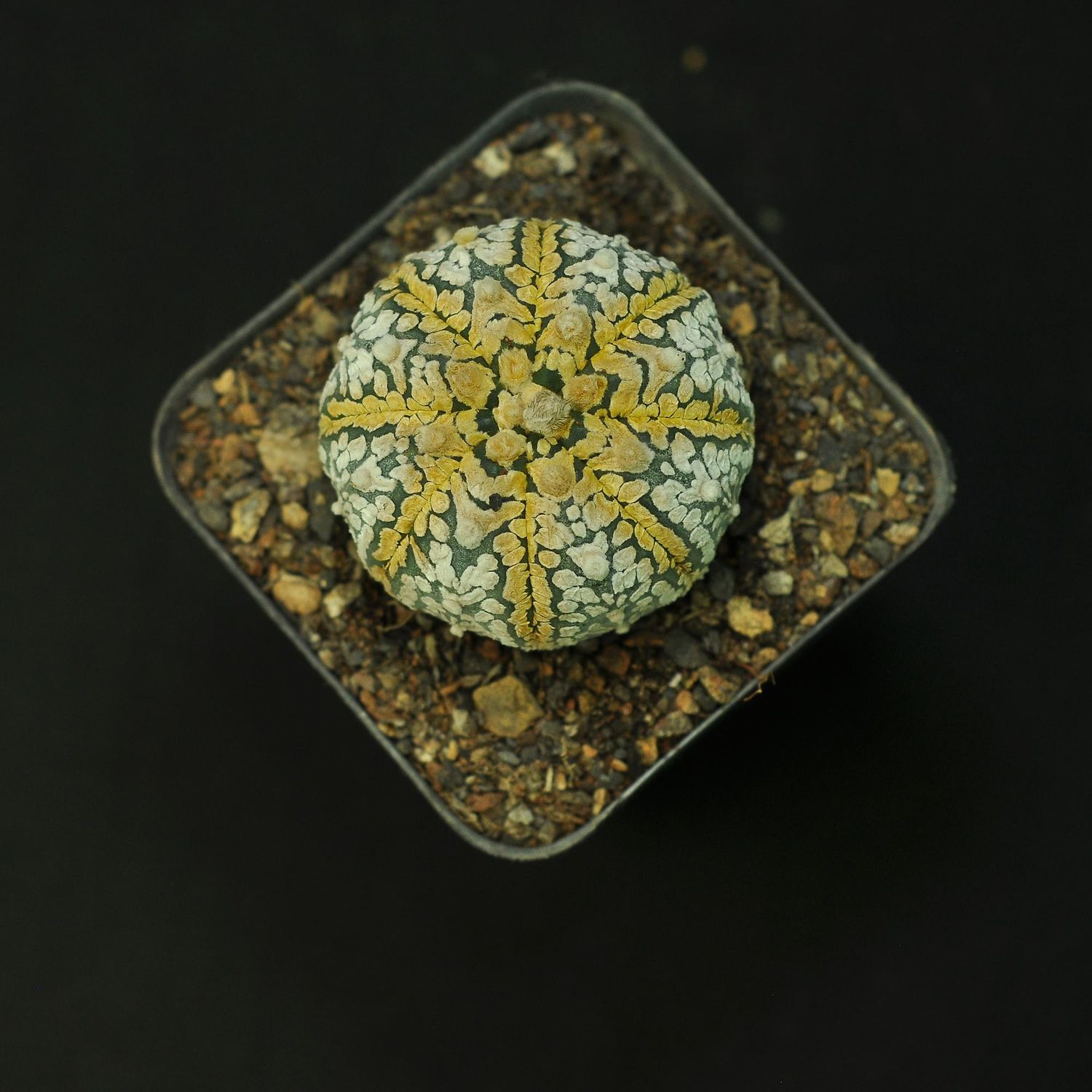 Astrophytum asterias cv Super Kabuto